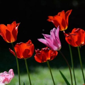 Villa Pisani Bolognesi Scalabrin, ospiterà la sesta edizione di GIARDINITY