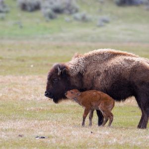 Stati Uniti in South Dakota, un viaggio alla scoperta della cultura della tribù indiana