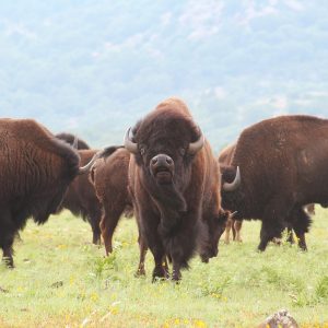 Stati Uniti in South Dakota, un viaggio alla scoperta della cultura della tribù indiana