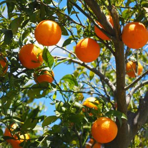 Sull’Etna in autunno, tra percorsi enogastronomici e leggende