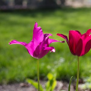 Tra i giardini di Castello di Rivau, arte contemporanea e tulipani