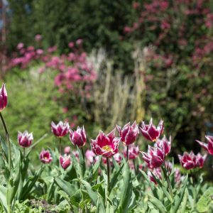 Tra i giardini di Castello di Rivau, arte contemporanea e tulipani