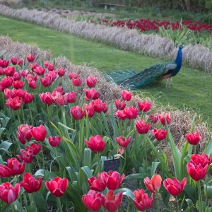 Tra i giardini di Castello di Rivau, arte contemporanea e tulipani