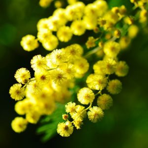 Festa della donna: perché si festeggia l’8 marzo