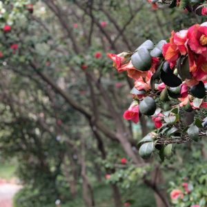 Villa Durazzo, visitare il parco esoterico e botanico a Genova