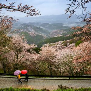 Giappone, ciliegi in fiore. Ecco dove ammirarli