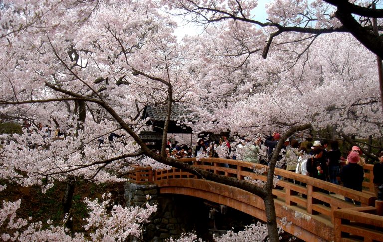 ciliegi in fiore Japan