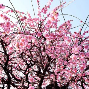 Giappone, ciliegi in fiore. Ecco dove ammirarli