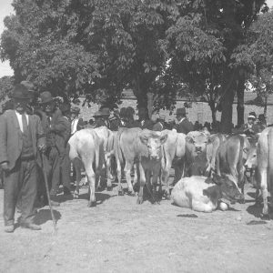 G. Boetto Mercato del bestiame circa 1930