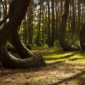 Polonia, il mistero della foresta che “si inchina” verso nord