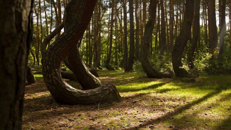 foresta STORTA polonia