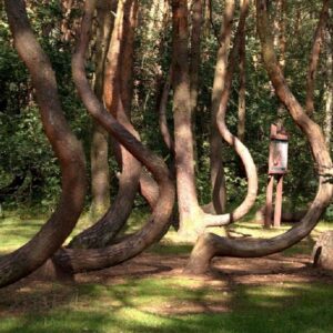 Polonia, il mistero della foresta che “si inchina” verso nord