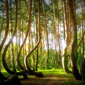 Polonia, il mistero della foresta che “si inchina” verso nord