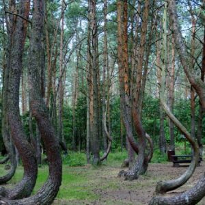 Polonia, il mistero della foresta che “si inchina” verso nord