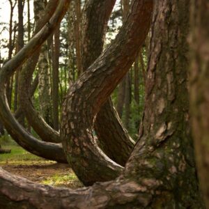 Polonia, il mistero della foresta che “si inchina” verso nord