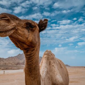 Mauritania ed il mistero dell’occhio del deserto, patrimonio UNESCO