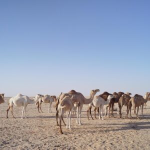 Mauritania ed il mistero dell’occhio del deserto, patrimonio UNESCO