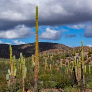 Baja California: viaggio tra balene, deserti di cactus e spiagge incantate