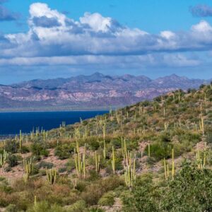 Baja California: viaggio tra balene, deserti di cactus e spiagge incantate