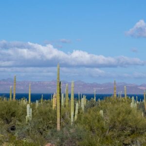 Baja California: viaggio tra balene, deserti di cactus e spiagge incantate