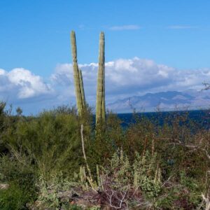 Baja California: viaggio tra balene, deserti di cactus e spiagge incantate