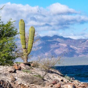 Baja California: viaggio tra balene, deserti di cactus e spiagge incantate