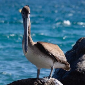 Baja California: viaggio tra balene, deserti di cactus e spiagge incantate