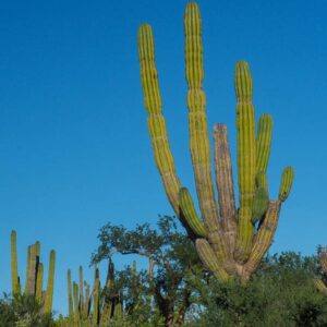 Baja California: viaggio tra balene, deserti di cactus e spiagge incantate