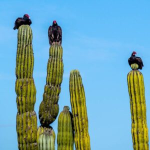 Baja California: viaggio tra balene, deserti di cactus e spiagge incantate