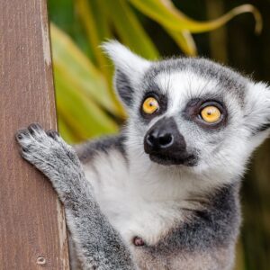 Una crociera all’isola di Madagascar a bordo di un catamarano