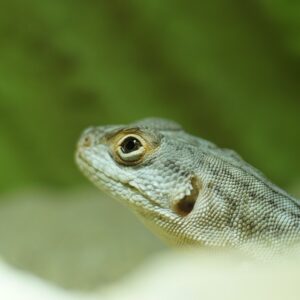 Una crociera all’isola di Madagascar a bordo di un catamarano