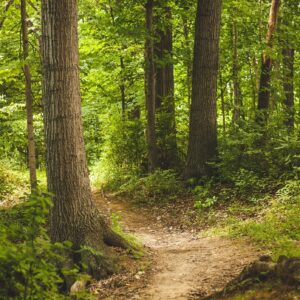 Itinerario esoterico in Toscana, nel Bosco Isabella di Radicofani