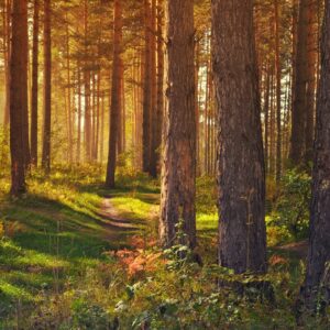 Itinerario esoterico in Toscana, nel Bosco Isabella di Radicofani