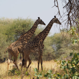 Afronine: viaggio in Africa scontato per gli operatori sanitari