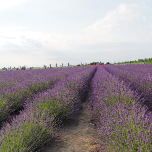 I campi di lavanda in Veneto nel Polesine