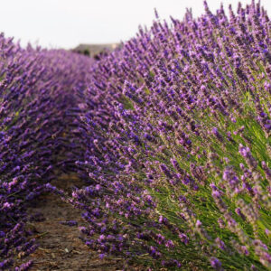 I campi di lavanda in Veneto nel Polesine