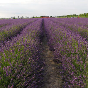 I campi di lavanda in Veneto nel Polesine