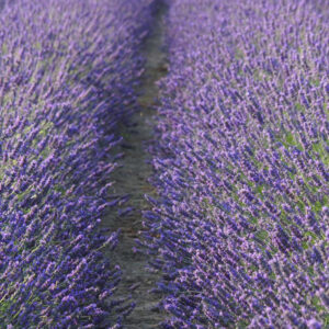 I campi di lavanda in Veneto nel Polesine