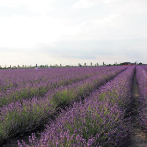 campi lavanda polesine