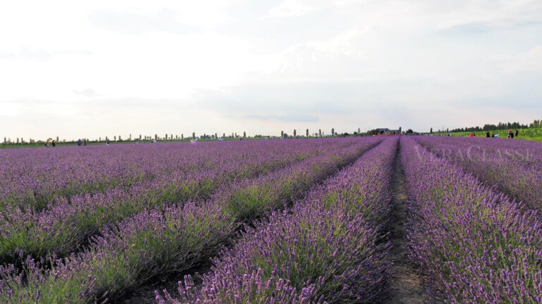 campi lavanda polesine