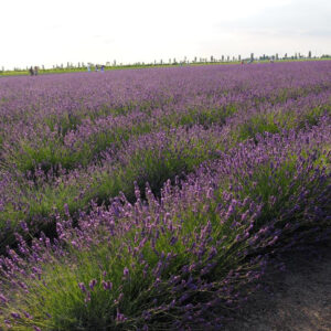 I campi di lavanda in Veneto nel Polesine