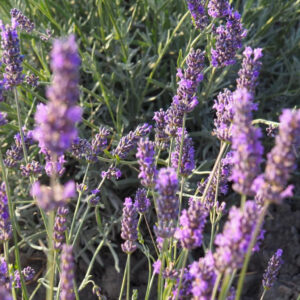 I campi di lavanda in Veneto nel Polesine