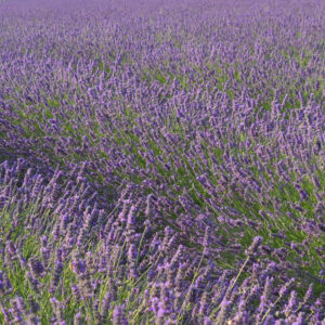 I campi di lavanda in Veneto nel Polesine