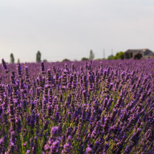 I campi di lavanda in Veneto nel Polesine