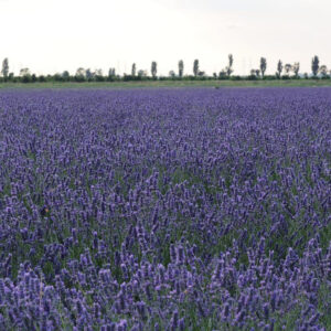 I campi di lavanda in Veneto nel Polesine