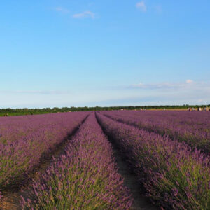 Campi di lavanda in Veneto