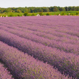 I campi di lavanda in Veneto nel Polesine