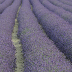 I campi di lavanda in Veneto nel Polesine