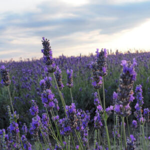 I campi di lavanda in Veneto nel Polesine