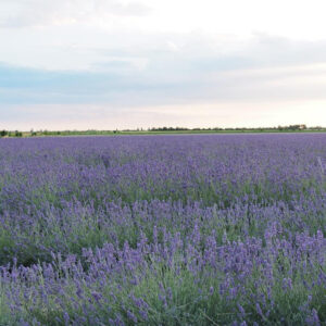 I campi di lavanda in Veneto nel Polesine